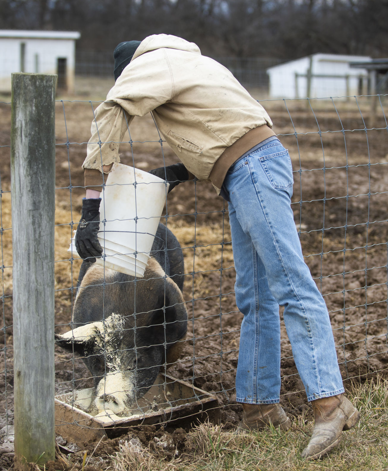 Penn State Swine Center, pig feeding